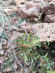 Euphorbia exstipulata