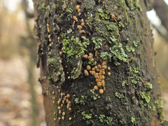 Pezicula cinnamomea