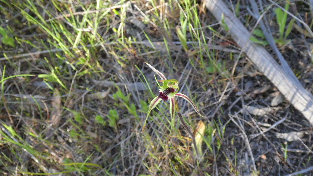 Caladenia campestris