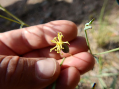 Porophyllum obscurum