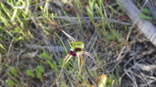 Image of Caladenia campestris by (c) Rosalie Lawrence, some rights reserved (CC BY)