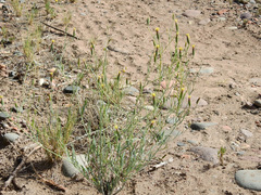 Porophyllum obscurum