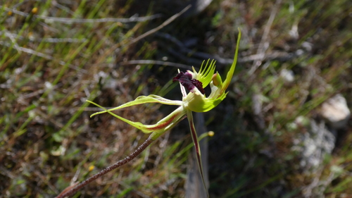 Image of Caladenia stricta by (c) Rosalie Lawrence, some rights reserved (CC BY)