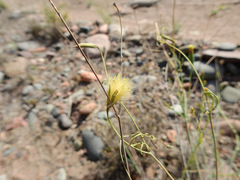 Porophyllum obscurum