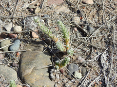 Portulaca confertifolia
