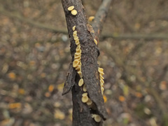 Hymenoscyphus salicellus image