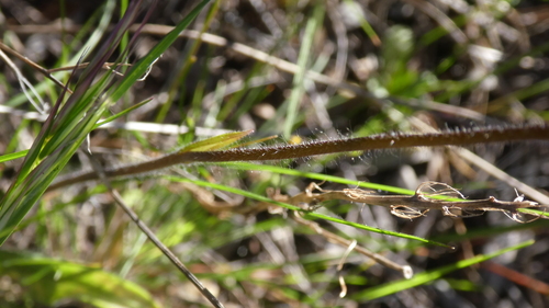 Image of Caladenia stricta by (c) Rosalie Lawrence, some rights reserved (CC BY)