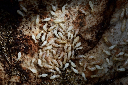 Urban Subterranean Termite