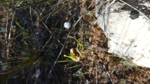 Image of Caladenia verrucosa by (c) Rosalie Lawrence, some rights reserved (CC BY)