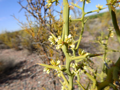 Hualania colletioides