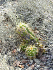 Trichocereus candicans