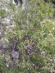 Karwinskia humboldtiana