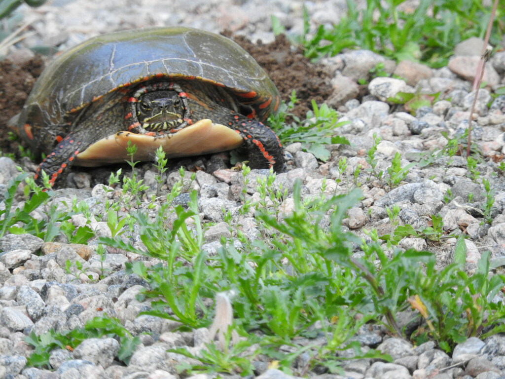 Midland Painted Turtle from Culvers Pond on May 27, 2023 at 05:38 PM by ...