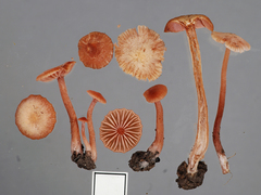 Laccaria glabripes