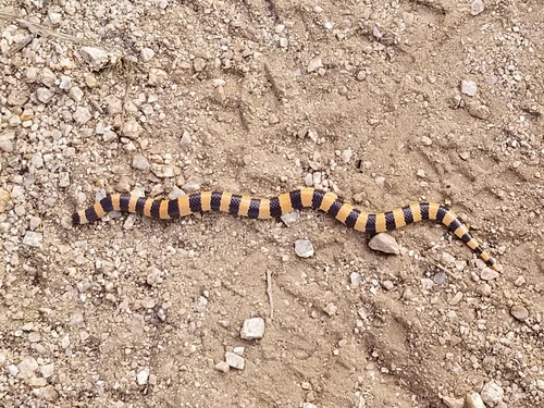 Photo of a Banded Sand Snake (cincta) (Sonora cincta)