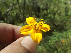 Sclerocarpus divaricatus