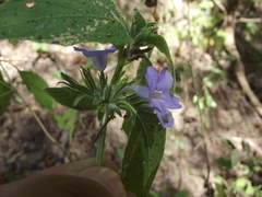 Ruellia paniculata