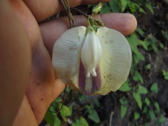 Centrosema sagittatum