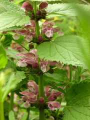 Lamium orvala