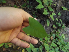 Centrosema sagittatum