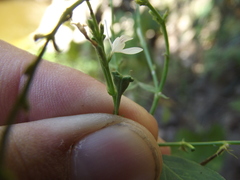 Carlowrightia