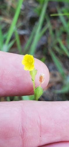 Image of Oenothera linifolia by (c) Edie, some rights reserved (CC BY)