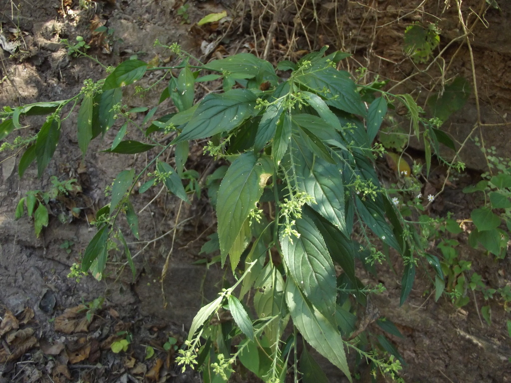 Hybanthus serrulatus