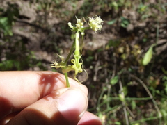 Cyclanthera longisepala
