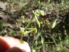 Cyclanthera longisepala