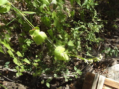Cyclanthera longisepala