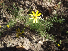 Adenophyllum anomalum