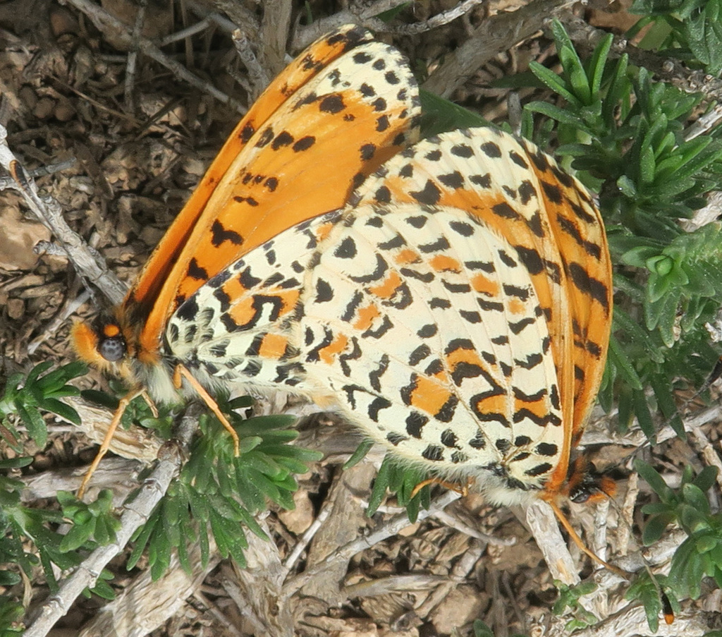 Desert Fritillary