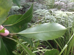 Melicytus macrophyllus