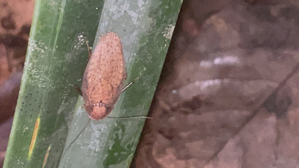 Epilampra grisea