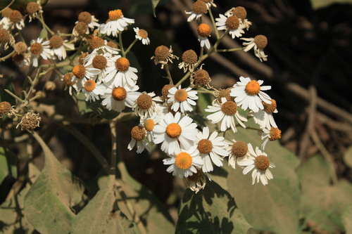 Image of Podachaenium eminens by (c) Ricardo Betancourt Sánchez, some rights reserved (CC BY)