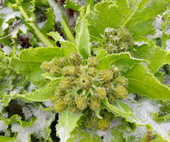Sonchus grandifolius