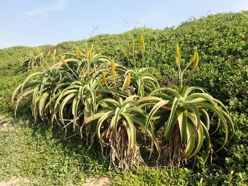Image of Dune Aloe (Aloe thraskii) by (c) Mahomed Desai, some rights reserved (CC BY)