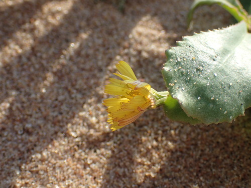 Image of Launaea sarmentosa by (c) Mahomed Desai, some rights reserved (CC BY)