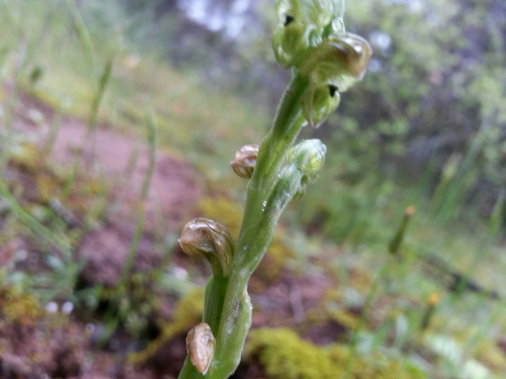 Pterostylis cycnocephala