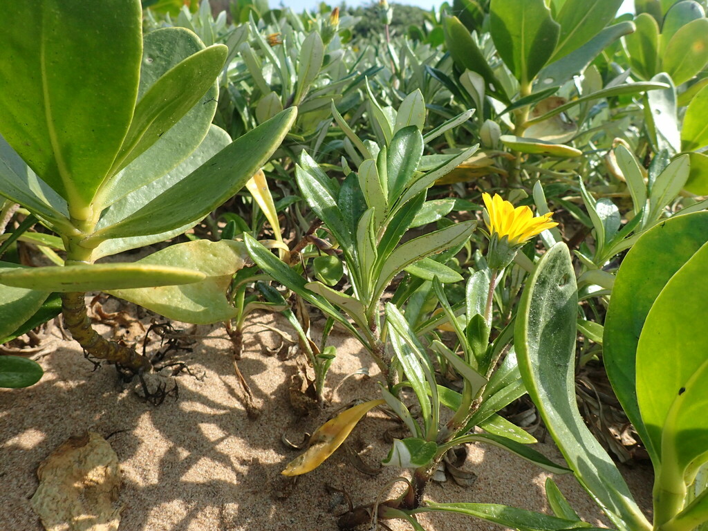 Greenleaf Trailing Gazania from iLembe District Municipality, South ...