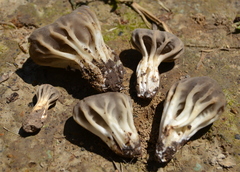 Helvella costifera