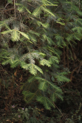 Image of Abies jaliscana by (c) Ricardo Betancourt Sánchez, some rights reserved (CC BY)