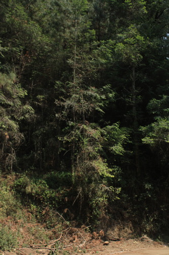 Image of Abies jaliscana by (c) Ricardo Betancourt Sánchez, some rights reserved (CC BY)