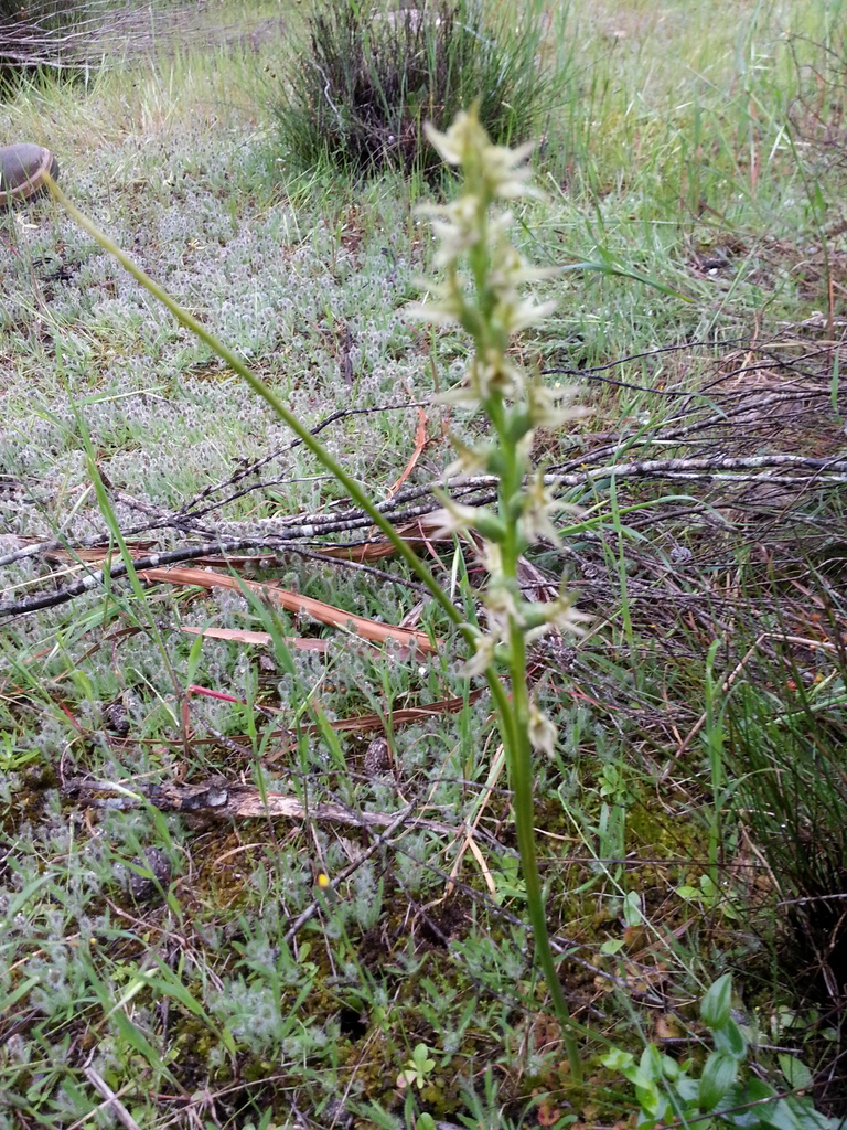 Prasophyllum constrictum
