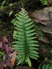 Polypodium plesiosorum