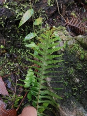 Polypodium plesiosorum