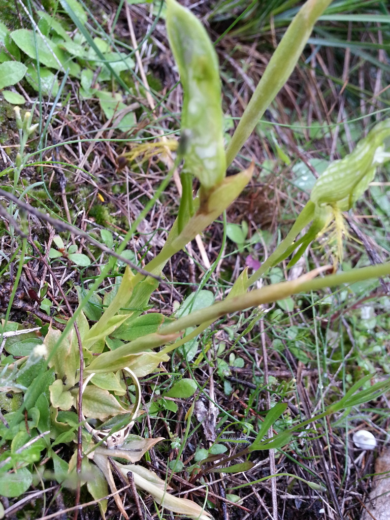 Pterostylis extensa