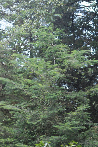Image of Abies jaliscana by (c) Ricardo Betancourt Sánchez, some rights reserved (CC BY)