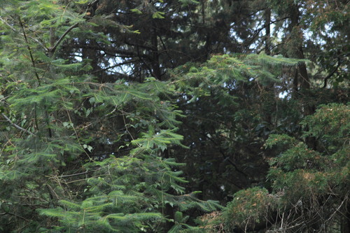 Jalisco fir (Abies jaliscana)