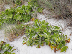 Sonchus grandifolius